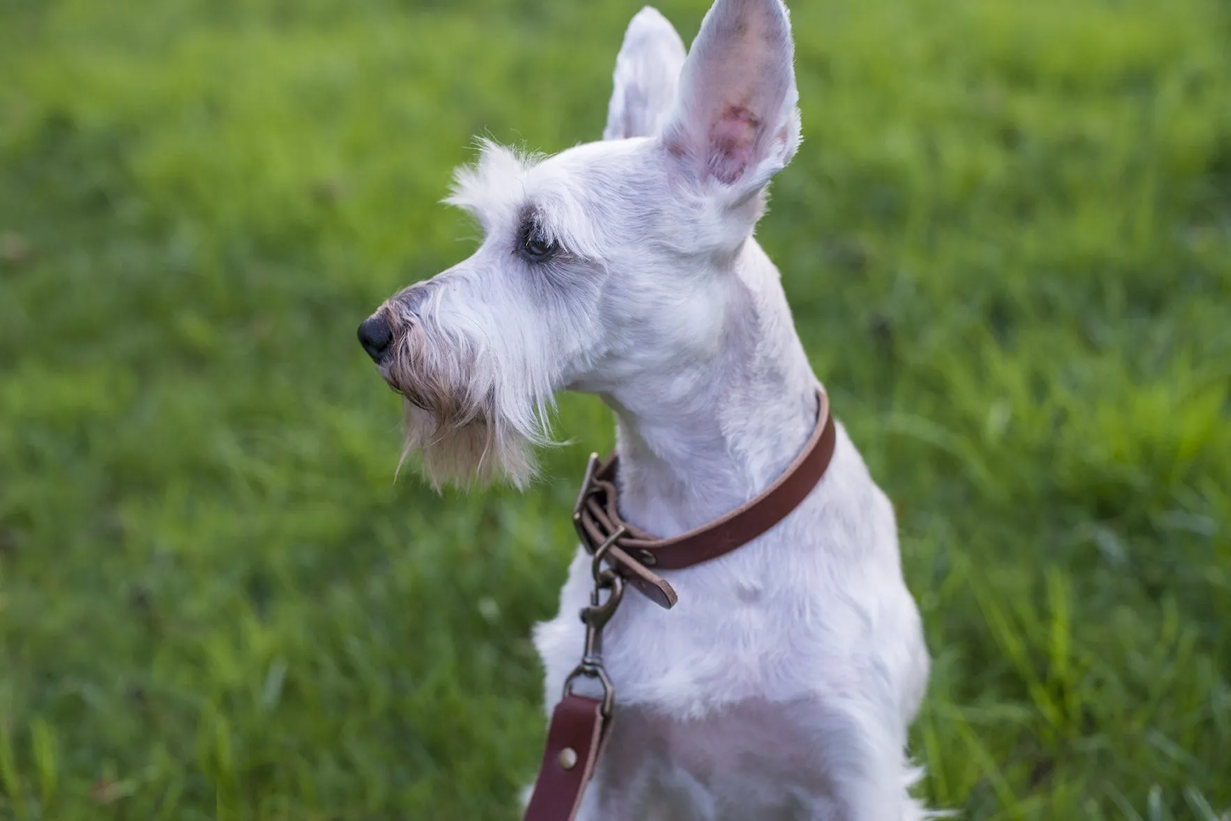 CHARLIE LEATHER DOG COLLAR