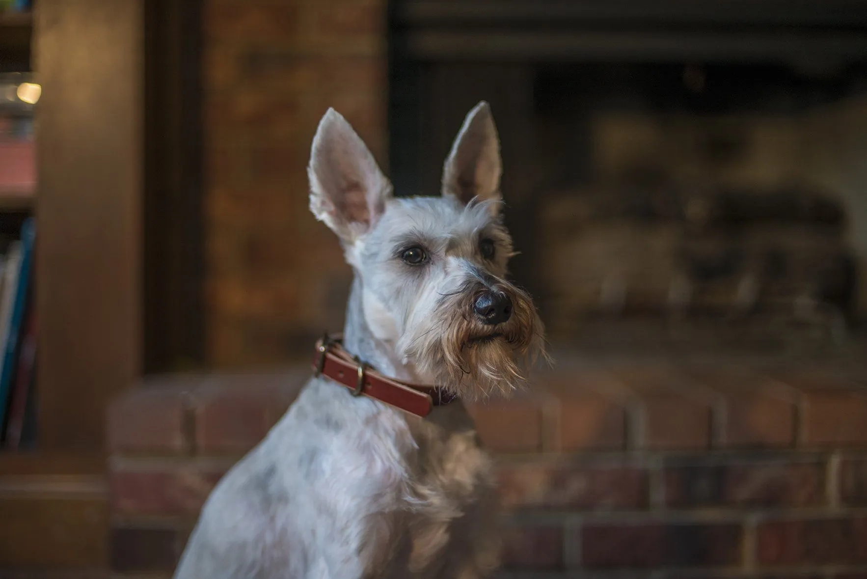 CHARLIE LEATHER DOG COLLAR