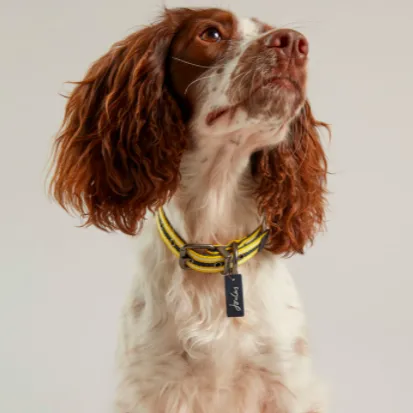 Joules Coastal Dog Collar - Various Sizes & Adjustable Comfort