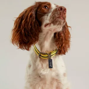 Joules Coastal Dog Collar - Various Sizes & Adjustable Comfort